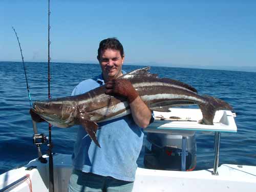 heathcobia06092003B
